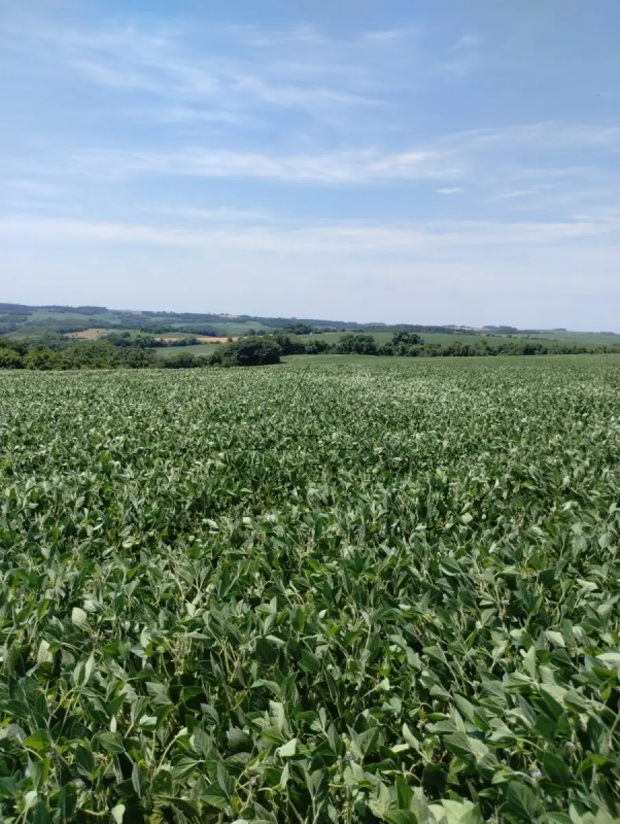 LOTE 000 - IMÓVEIS: Lote 01 Matrícula nº 7.569 – Área de 53.000,00 m²  RI de Três de Maio/RS