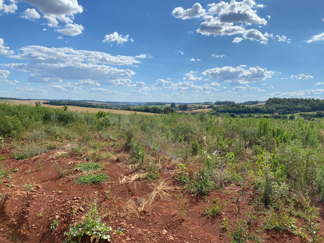 Terras 5.000m² – Lote 08, Linha Porto Alegre Norte, Matrícula 1382, Solo Vermelho Argiloso, Plano, Agricultável. Avaliação R$ 40.000,00., localizado em Guarani Das Missões - RS, bairro Linha Porto Alegre Norte