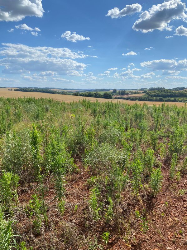 Terras 5.000m² – Lote 08, Linha Porto Alegre Norte, Matrícula 1382, Solo Vermelho Argiloso, Plano, Agricultável. Avaliação R$ 40.000,00., localizado em Guarani Das Missões - RS, bairro Linha Porto Alegre Norte
