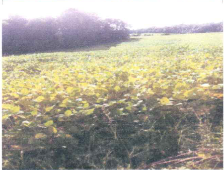 Matrícula Nº 15.803 Imóvel: Lote Rural Número 104, Da Segunda Secção São Francisco, Com Área De 34.817 M², Situado Em Planalto, Município De Tiradentes Do Sul, Confrontando Ao Norte, Por Linha Seca, C, localizado em Tiradentes Do Sul - RS