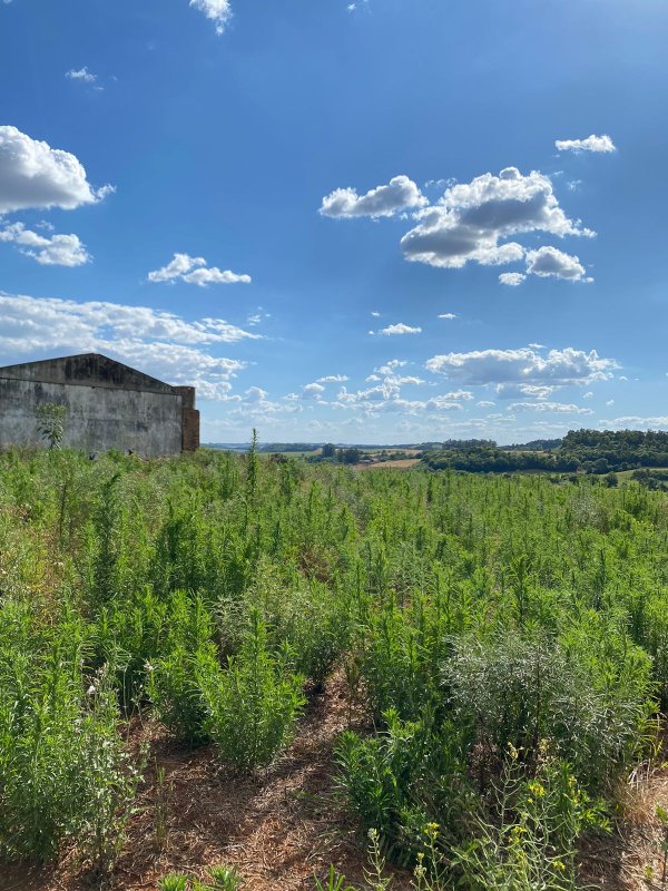 Terras 5.000m² – Lote 08, Linha Porto Alegre Norte, Matrícula 1382, Solo Vermelho Argiloso, Plano, Agricultável. Avaliação R$ 40.000,00., localizado em Guarani Das Missões - RS, bairro Linha Porto Alegre Norte