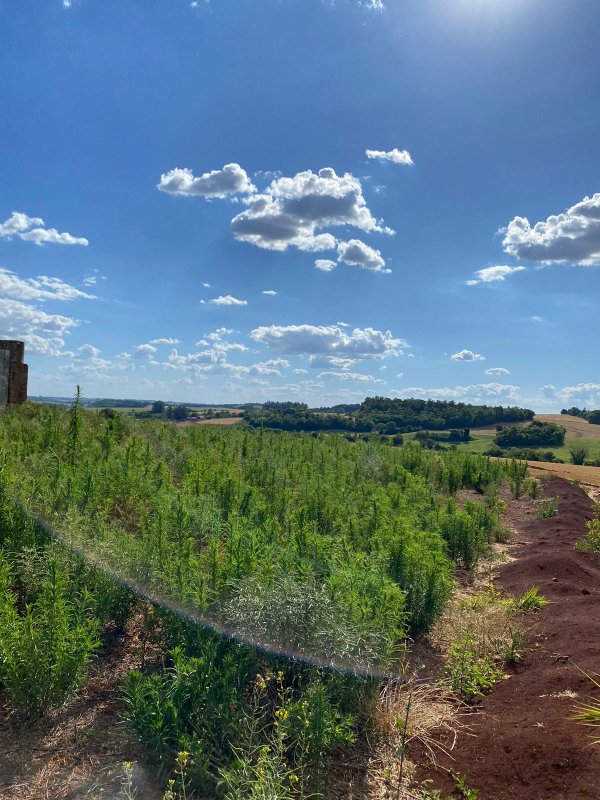 Terras 5.000m² – Lote 08, Linha Porto Alegre Norte, Matrícula 1382, Solo Vermelho Argiloso, Plano, Agricultável. Avaliação R$ 40.000,00., localizado em Guarani Das Missões - RS, bairro Linha Porto Alegre Norte