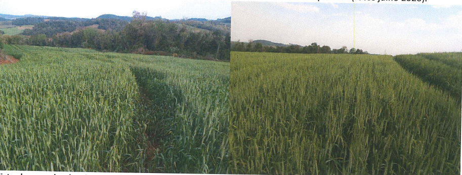 Lote Rural, localizado em Butiá - RS