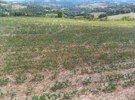 Lote Rural Nº 164-a, localizado em Crissiumal - RS